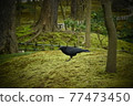 A crow taking a walk in the park in the early morning 77473450