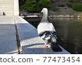The back of a dove walking 77473454