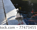 A pigeon to take a walk 77473455