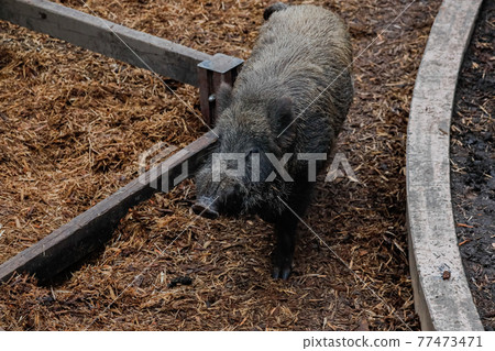 [Asahikawa City, Hokkaido] Wild boar at Asahiyama Zoo 77473471