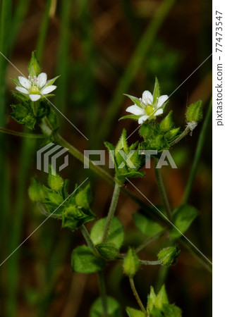 Natural plant Nebarino nominotsuzuri, can be found on roadsides and open spaces, but it is short and the flowers are small, so you may not notice it. 77473547