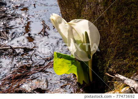 Shining skunk cabbage 77473692