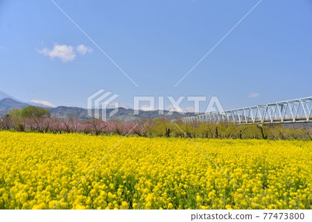 Rape field, Obuse Bridge and blue sky in Chikuma River Park Rape field, Obuse Bridge and blue sky in Chikuma River Park 77473800