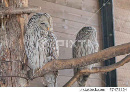 [Asahikawa City, Hokkaido] Ezo Owl at Asahiyama Zoo 77473864