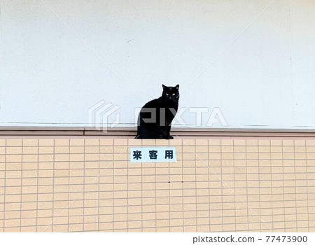 牆上的黑貓 牆上的黑貓 77473900
