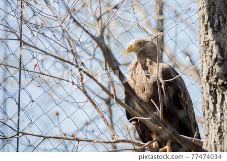 [Asahikawa City, Hokkaido] White-tailed Eagle at Asahiyama Zoo 77474034