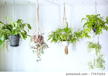 Indoors with green hanging planters of hanging plants Indoors with green hanging planters of hanging plants 77474263