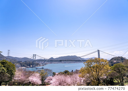 Shimonoseki City, Yamaguchi Prefecture Spring view of Turkish Tulip Garden and Kanmon Strait 77474270