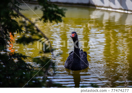 [Asahikawa City, Hokkaido] Black Swan at Asahiyama Zoo 77474277