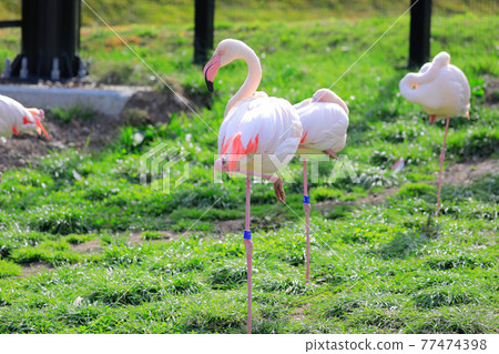 [Asahikawa City, Hokkaido] Flamingo at Asahiyama Zoo 77474398