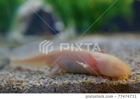 Axolotl in the aquarium Axolotl in the aquarium 77474731
