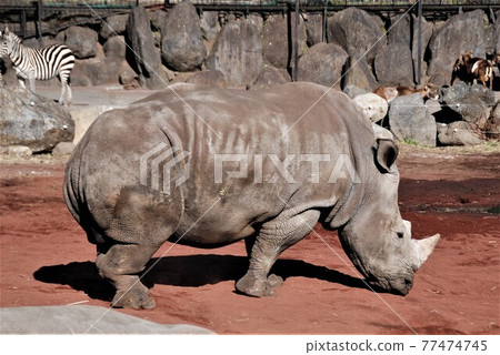 White rhino White rhino 77474745
