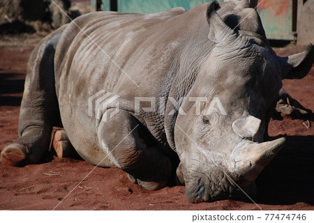 White rhino White rhino 77474746