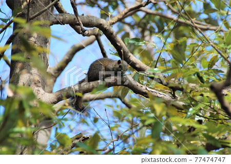 Wild squirrel in Kamakura Wild squirrel in Kamakura 77474747