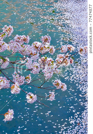 Hirosaki Castle Outer Moat Sakura Flower Raft Hirosaki City, Aomori Prefecture 77474877