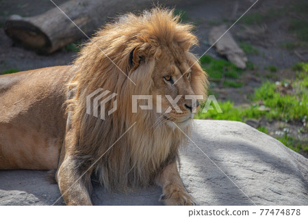 [Asahikawa City, Hokkaido] Lion at Asahiyama Zoo 77474878