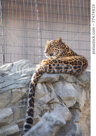 [北海道旭川市]旭山動物園的阿穆爾豹 77474919