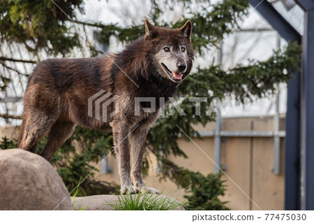 Asahikawa City, Hokkaido] Wolves at Asahiyama Zoo - Stock Photo