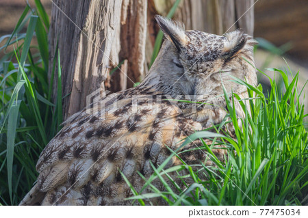 [Asahikawa City, Hokkaido] Eagle Owl at Asahiyama Zoo 77475034
