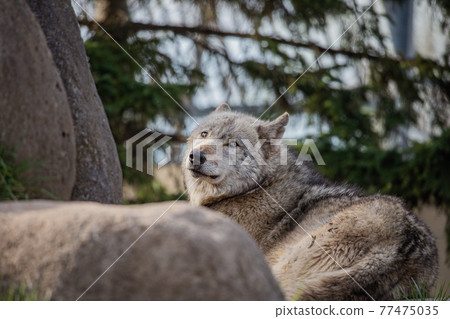 [Asahikawa City, Hokkaido] Wolves at Asahiyama Zoo 77475035