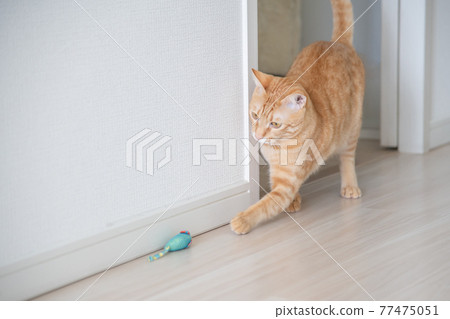 Focus on your prey! A tea tabby cat playing with a serious eye aiming for a toy of prey Focus on your prey! A tea tabby cat playing with a serious eye aiming for a toy of prey 77475051