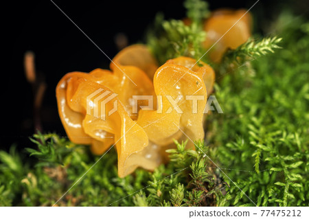 Tremella mesenterica mushroom or yellow brain, golden jelly fungus, witches' butter among moss, super macro 77475212