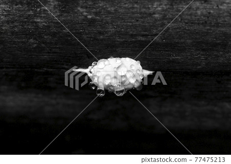 Beige tree mushroom in the forest after rain, covered with large drops Beige tree mushroom in the forest after rain, covered with large drops 77475213