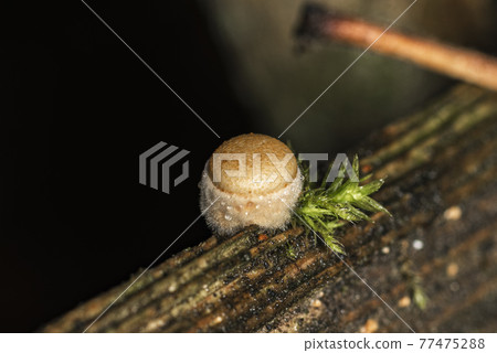 A very small woody fungus Crucibulum laeve and a piece of moss, super macro 77475288