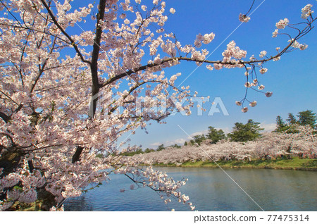 青森縣弘前市盛開的弘前公園西護城河櫻花 青森縣弘前市盛開的弘前公園西護城河櫻花 77475314