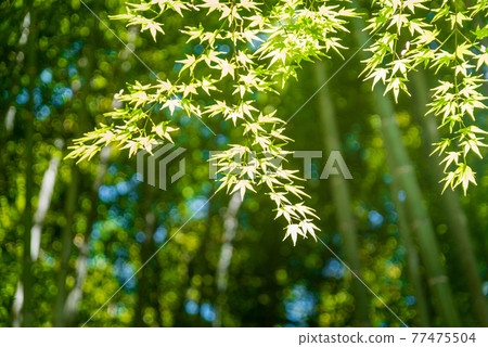 Maple leaves and bamboo grove Maple leaves and bamboo grove 77475504