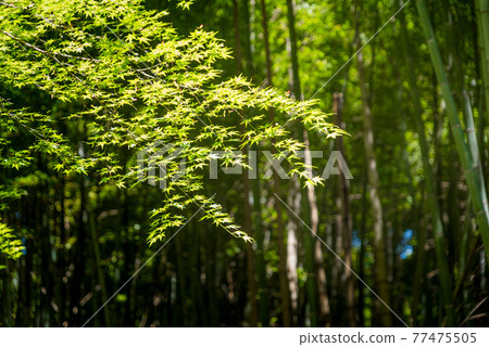 Maple leaves and bamboo grove Maple leaves and bamboo grove 77475505