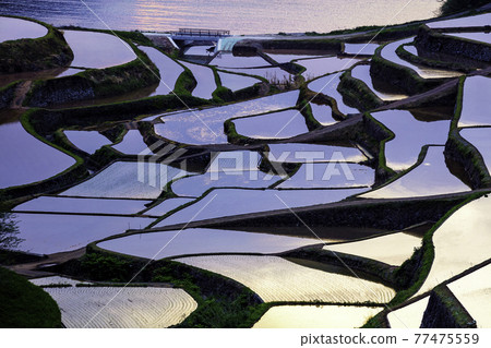 Beautiful Hamanoura rice terraces selected as one of the 100 best rice terraces in Japan (Genkai Town, Higashimatsuura District, Saga Prefecture) 77475559