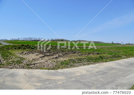 Sunflower village without sunflowers in spring Sunflower village without sunflowers in spring 77476020