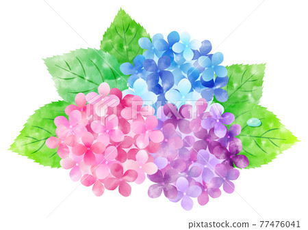 Hydrangea background frame in the rainy season ☆ Many variations 77476041
