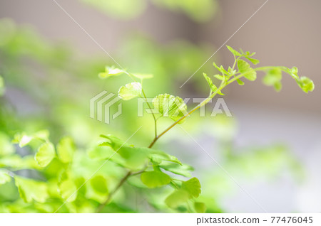 Asian tam fragrance leaves | Veranda vegetable garden Asian tam fragrance leaves | Veranda vegetable garden 77476045