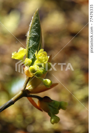 Small flowers of Oobakuromoji growing in the beech forest-Healing Forest Tadami Town, Fukushima Prefecture 77476335