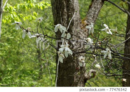 Anise magnolia flowers growing in beech forest-Healing forest Tadami Town, Fukushima Prefecture 77476342