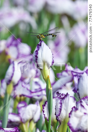 Dragonfly perching on the iris bud 77476540