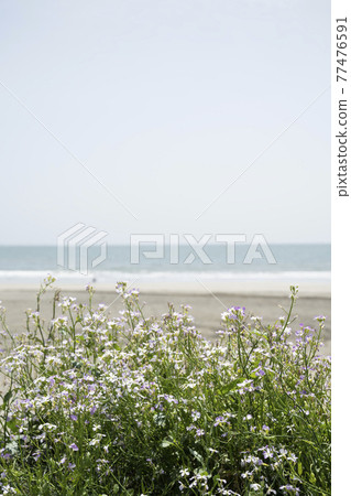 Yuigahama, Kamakura City, Kanagawa Prefecture Daikon no Hana and beach scenery Yuigahama, Kamakura City, Kanagawa Prefecture Daikon no Hana and beach scenery 77476591