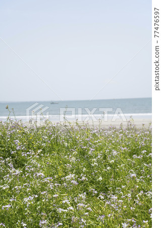 Yuigahama, Kamakura City, Kanagawa Prefecture Daikon no Hana and beach scenery Yuigahama, Kamakura City, Kanagawa Prefecture Daikon no Hana and beach scenery 77476597