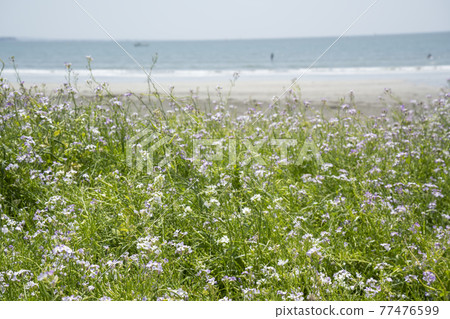 神奈川縣鎌倉市由比濱 白金之花和海灘風光 神奈川縣鎌倉市由比濱 白金之花和海灘風光 77476599