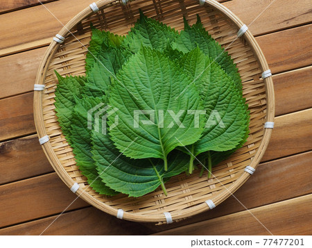 Korean fresh organic vegetable perilla leaves 77477201