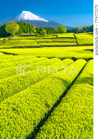 "Shizuoka Prefecture" Scenery of Mt. Fuji and a tea plantation "Shizuoka Prefecture" Scenery of Mt. Fuji and a tea plantation 77477273