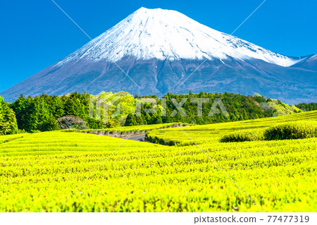 “靜岡縣”富士山風景和茶園 77477319