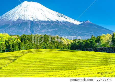 “靜岡縣”富士山風景和茶園 “靜岡縣”富士山風景和茶園 77477320