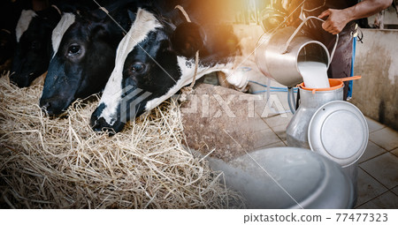 Dairy Cattle and Farming Industry Concept, Farmer Pouring Raw Milk into Container in Cattle Farm. Double Exposure Images of Farmer and Dairy Cow, Business Livestock and Agriculture Entrepreneur. Dairy Cattle and Farming Industry Concept, Farmer Pouring Raw Milk into Container in Cattle Farm. Double Exposure Images of Farmer and Dairy Cow, Business Livestock and Agriculture Entrepreneur. 77477323