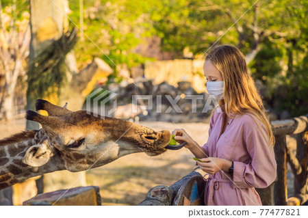 Happy young woman watching and feeding giraffe in zoo wearing a medical mask during COVID-19 coronavirus. Happy young woman having fun with animals safari park on warm summer day Happy young woman watching and feeding giraffe in zoo wearing a medical mask during COVID-19 coronavirus. Happy young woman having fun with animals safari park on warm summer day 77477821