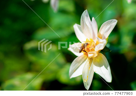honey bee sitting on the white flower honey bee sitting on the white flower 77477903
