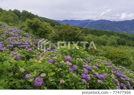 山坡上的繡球花/美之山公園（埼玉縣：秩父市、小鹿野町） 77477986