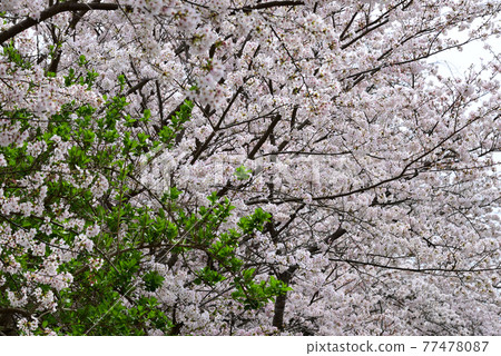 Sakura around Isuzu River and Ise Jingu (Naiku), Ise City, Mie Prefecture 77478087
